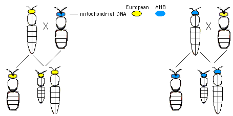 mtdna.gif